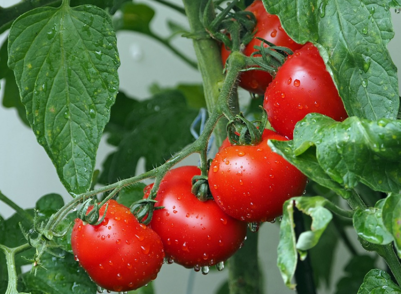 Bohatú úrodu paradajok si zaistíte správnym zaštipovaním