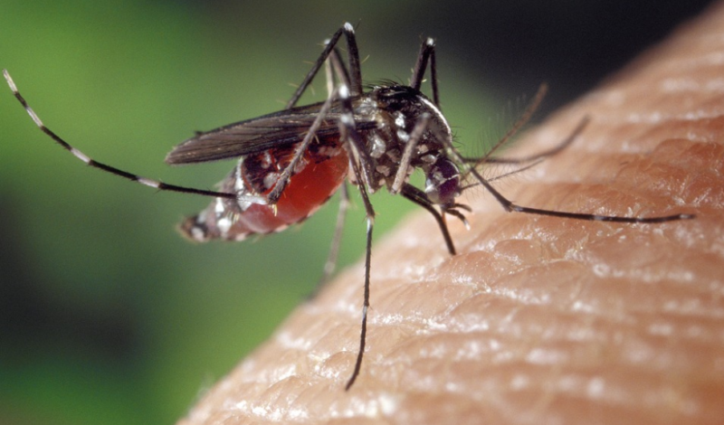 Tipy, ako sa zbaviť komárov. Ide to aj bez chémie